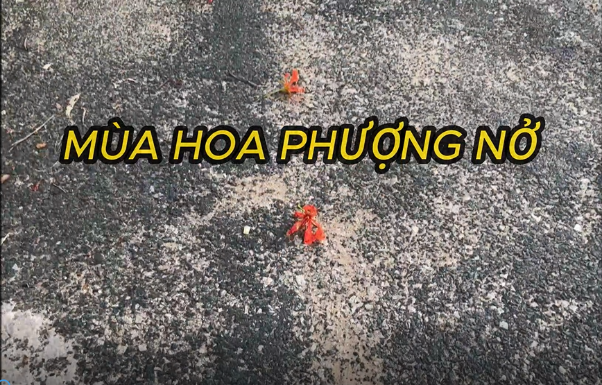 Mùa Hoa Phượng Nở KDLQG Núi Sam