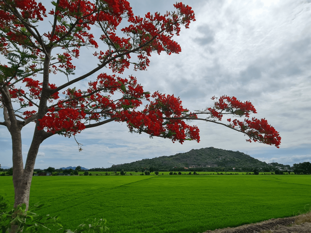 MÙA HÈ TRÊN ĐỈNH NÚI SAM